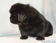 Превью фото № 248395