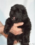 Превью фото № 248396