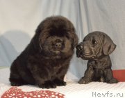 Превью фото № 248397