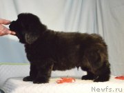 Превью фото № 248398