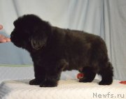 Превью фото № 248399