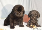 Превью фото № 248400