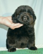 Превью фото № 248408