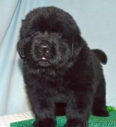 Превью фото № 248411