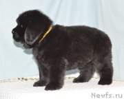 Превью фото № 248414