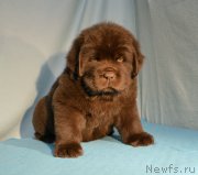 Превью фото № 248415