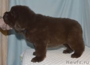 Превью фото № 248417