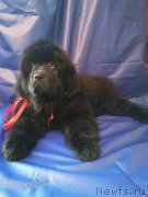 Превью фото № 248432