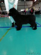 Превью фото № 248435