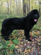 Превью фото № 248439