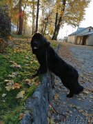 Превью фото № 248440