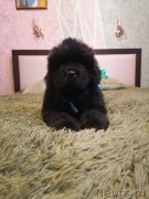 Превью фото № 248443