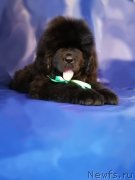 Превью фото № 248450