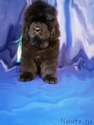 Превью фото № 248452