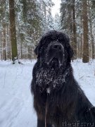 Превью фото № 248457