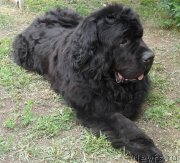 Превью фото № 248493