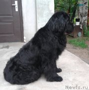 Превью фото № 248494