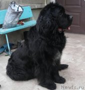 Превью фото № 248496