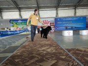 Превью фото № 248499