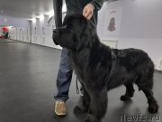 Превью фото № 248500