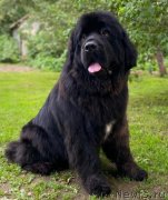 Превью фото № 248511