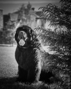 Превью фото № 248517