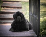 Превью фото № 248519