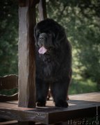 Превью фото № 248521