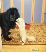 Превью фото № 248532