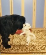 Превью фото № 248533