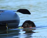 Превью фото № 248538