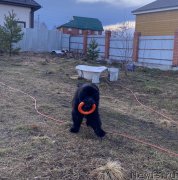 Превью фото № 248548