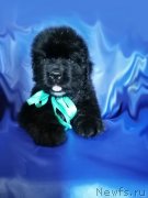 Превью фото № 248560