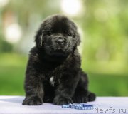 Превью фото № 248565