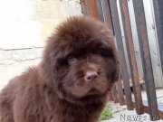 Превью фото № 248568