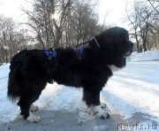 Превью фото № 248586