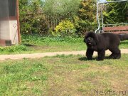 Превью фото № 248597