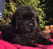 Превью фото № 248598