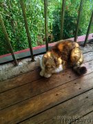 Превью фото № 248621