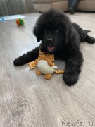 Превью фото № 248631