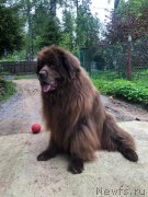 Превью фото № 248665