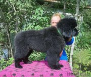 Превью фото № 248671