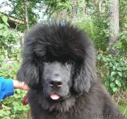 Превью фото № 248673