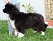 Превью фото № 248680