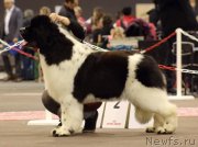 Превью фото № 248698