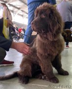 Превью фото № 248738