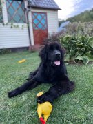 Превью фото № 248746