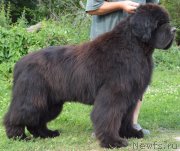 Превью фото № 248770