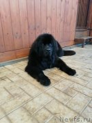 Превью фото № 248795