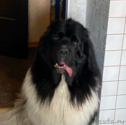 Превью фото № 248812